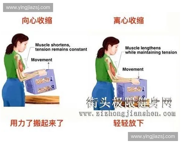 等长收缩现象解析及其在生物力学中的应用研究